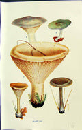 Old Clitocybe Nebularis Odora Gigantea Tuba Cyathiformis Massee C1911 20th
