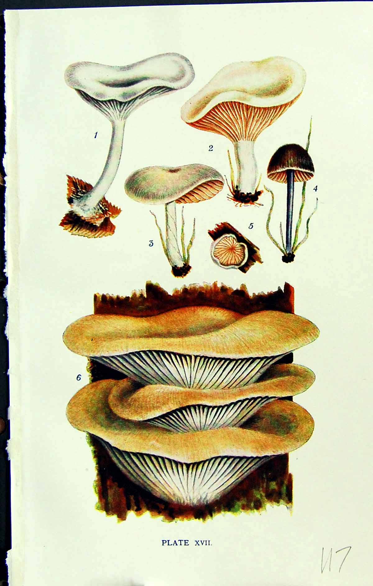 Old Clitocybe Clitopilus Entoloma Leptonia Claudopus Massee C1911 Bri 20th