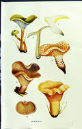 Old Cantharellus Lentinus Panus Torulosus Cibarius Massee C1911 Briti 20th