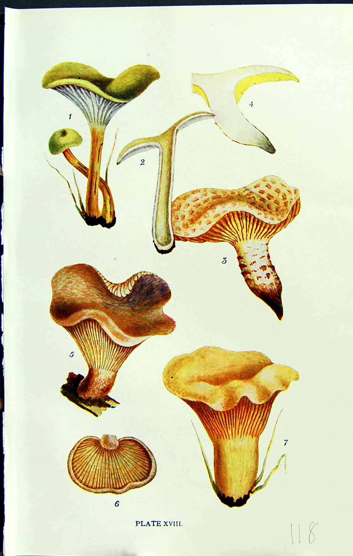 Old Cantharellus Lentinus Panus Torulosus Cibarius Massee C1911 Briti 20th