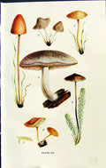 Old Galera Tener Nolanea Naucoria Pluteus Furfuracea Massee C1911 Bri 20th