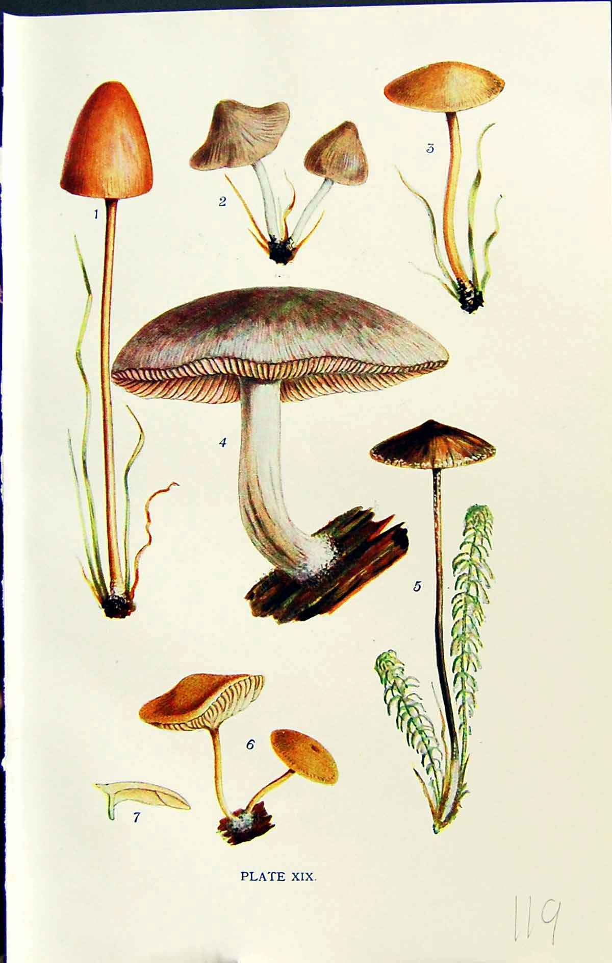 Old Galera Tener Nolanea Naucoria Pluteus Furfuracea Massee C1911 Bri 20th
