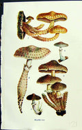 Old Pholiota Adiposa Dissimuland Radicosa Erebia Massee C1911 British 20th