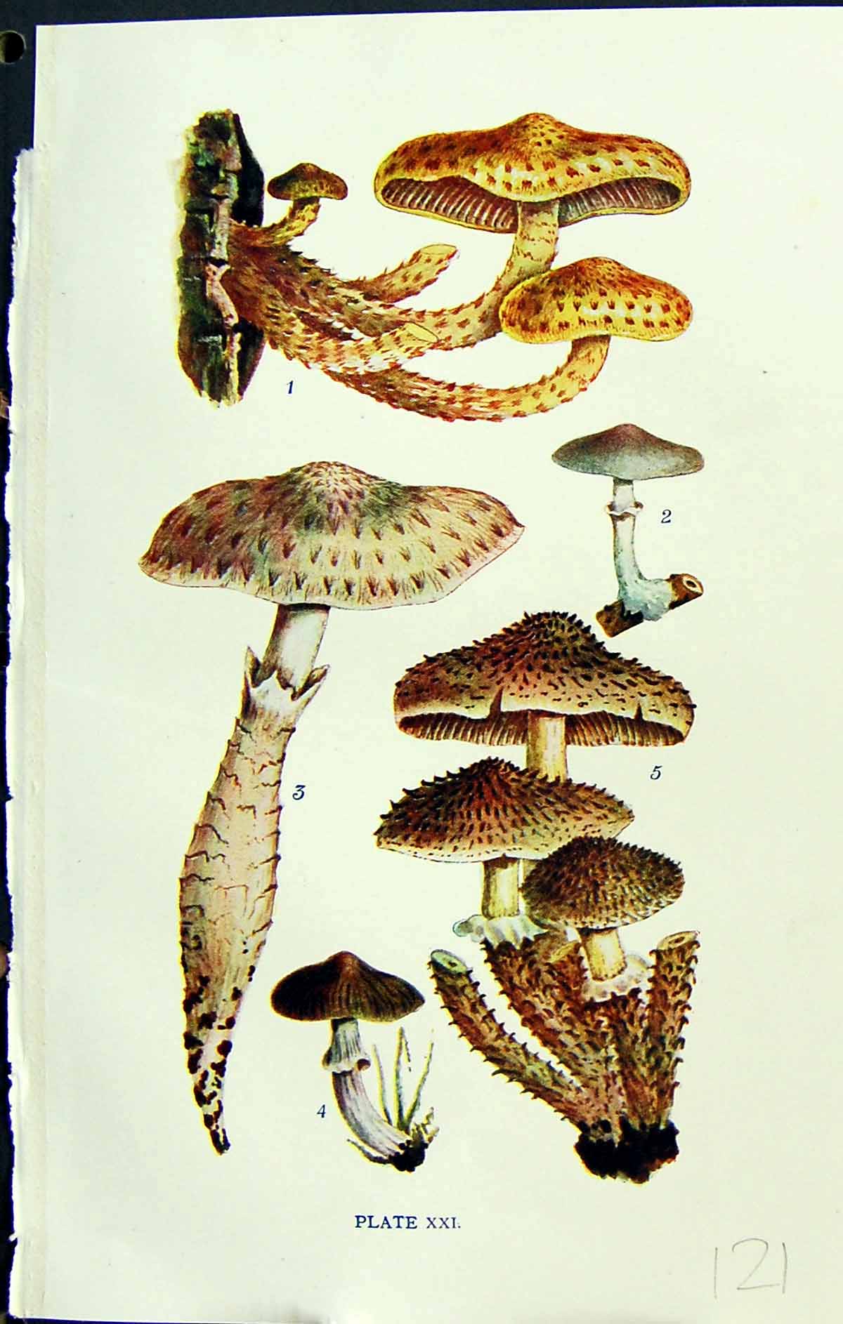 Old Pholiota Adiposa Dissimuland Radicosa Erebia Massee C1911 British 20th