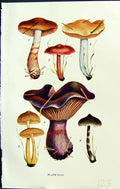 Old Cortinarius Armillatus Dolabratus Violaceus Massee C1911 British 20th