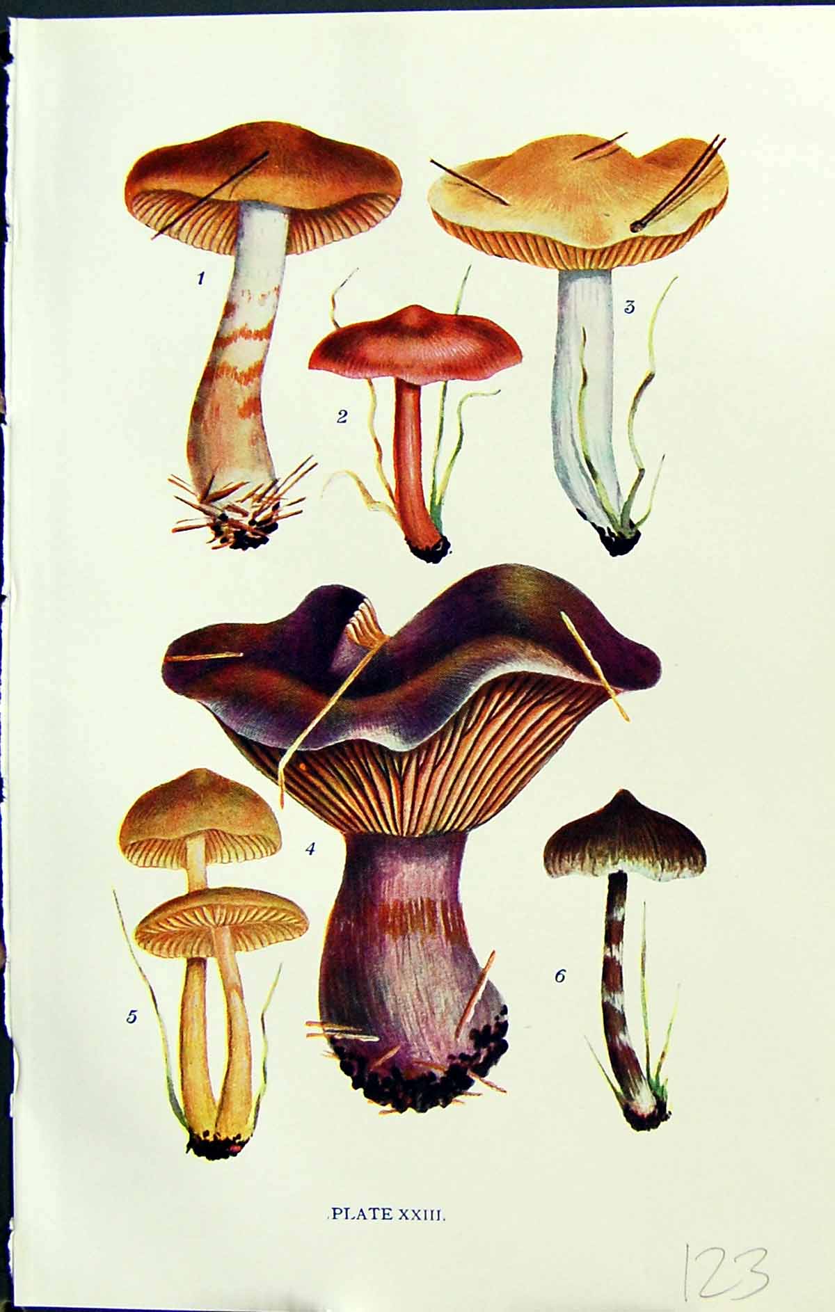 Old Cortinarius Armillatus Dolabratus Violaceus Massee C1911 British 20th