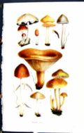 Old Hypholoma Bolbitius Panaeolus Paxillus Retirugis Massee C1911 Bri 20th