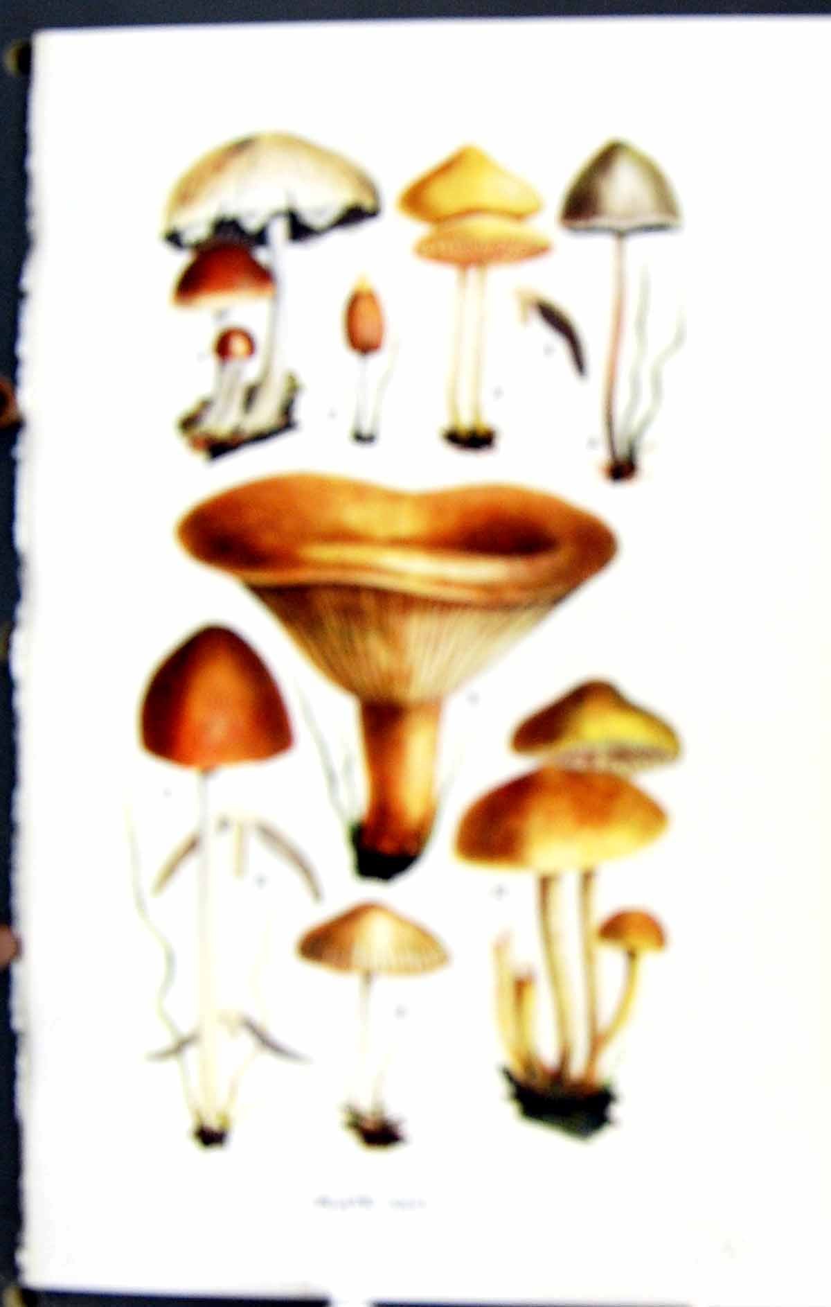 Old Hypholoma Bolbitius Panaeolus Paxillus Retirugis Massee C1911 Bri 20th