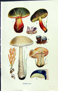 Old Boletus Luridus Scaber Sarcoides Hydnum Calocera Massee C1911 Bri 20th