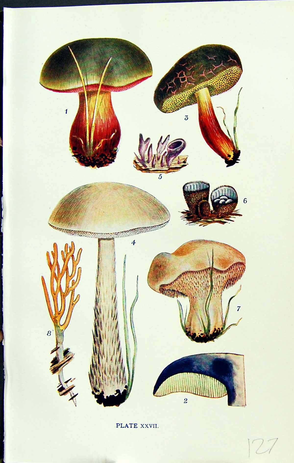 Old Boletus Luridus Scaber Sarcoides Hydnum Calocera Massee C1911 Bri 20th