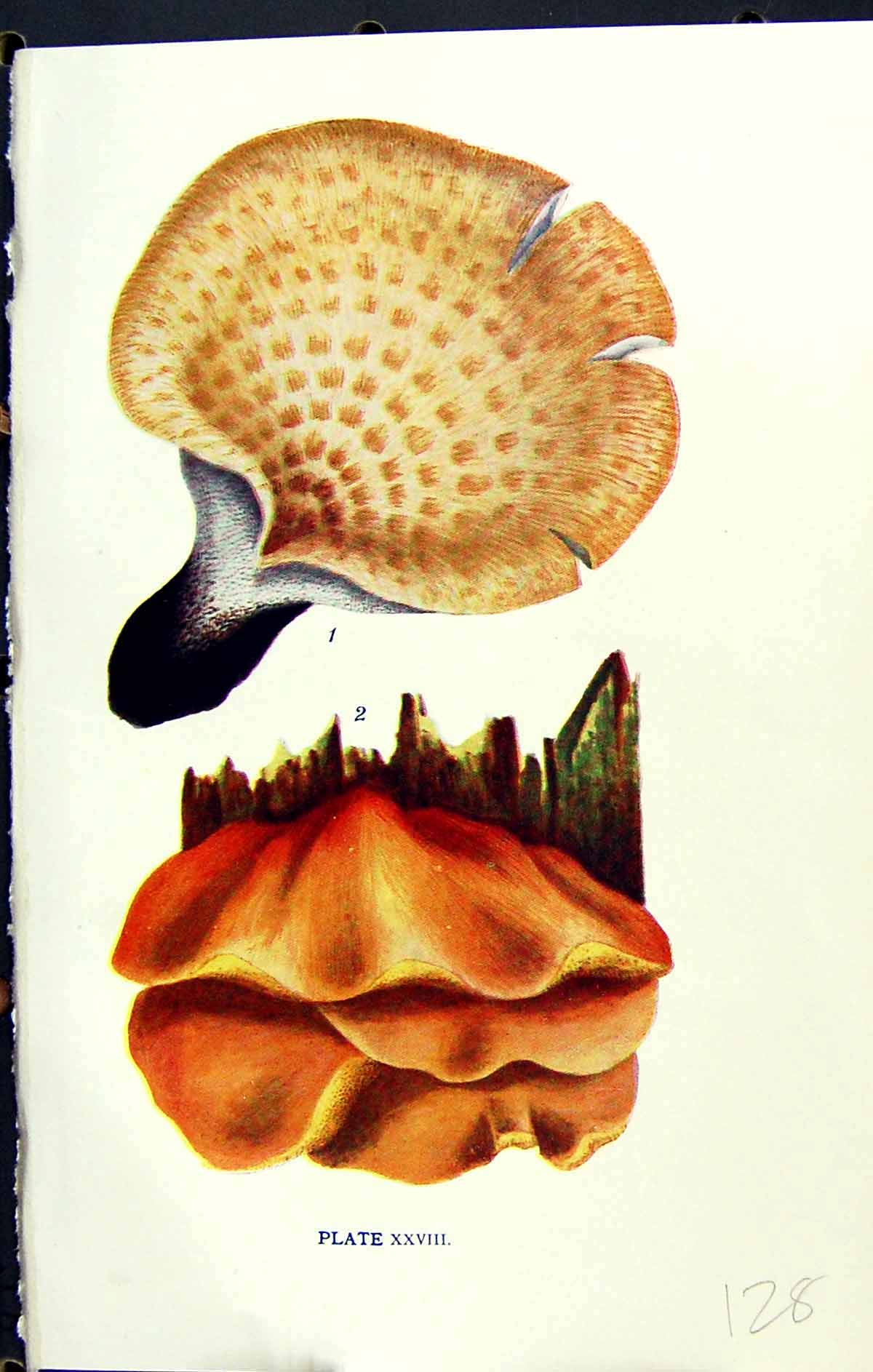 Antique Old Print Polyporus Squamosus Sulfureus Massee C1911 British Fungi 20th