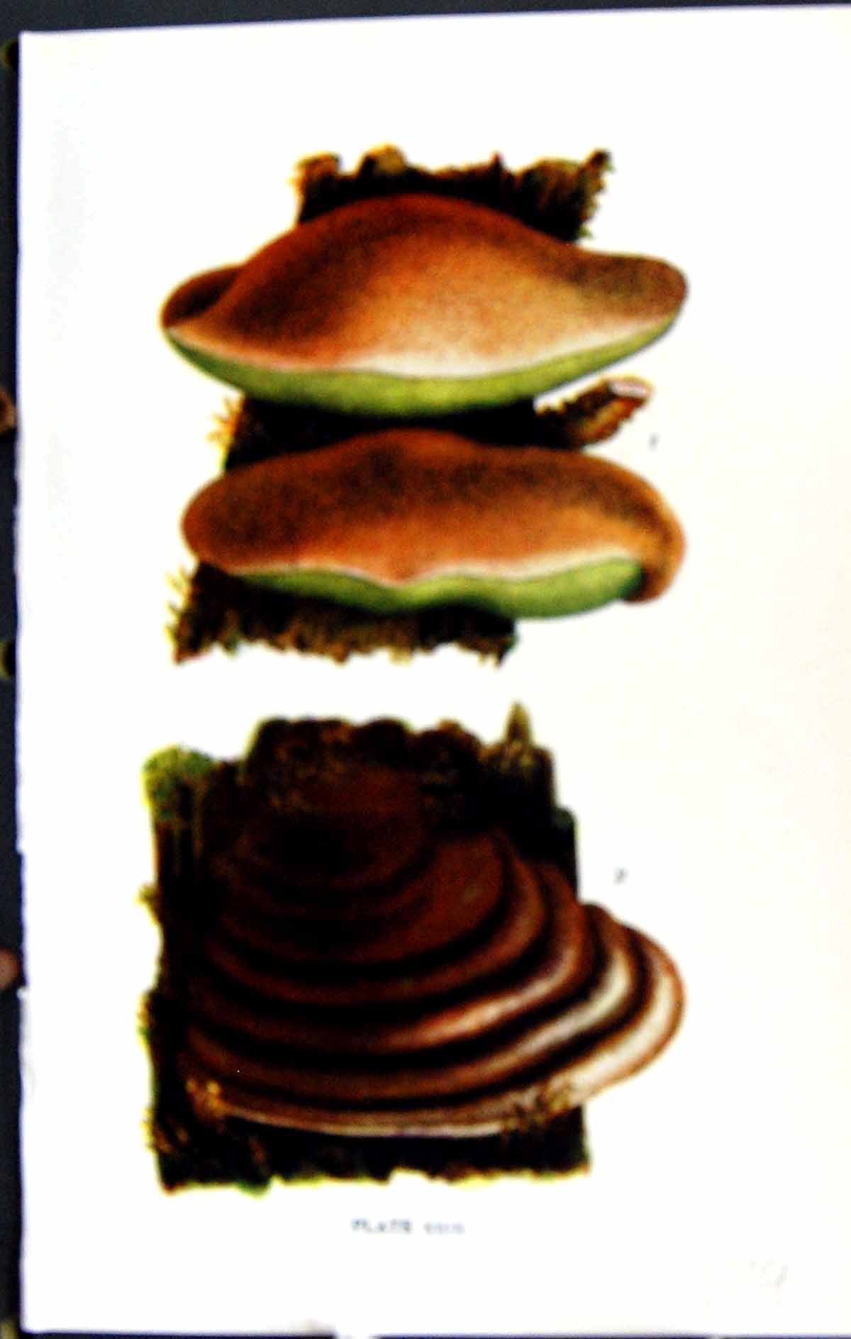 Old Print Polyporus Hispidus Fomes Fomentarius Massee C1911 British Fungi 20th