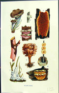 Old Craterellus Cyphella Hymenochaete Sterneum Aldridgea Massee C1911 20th