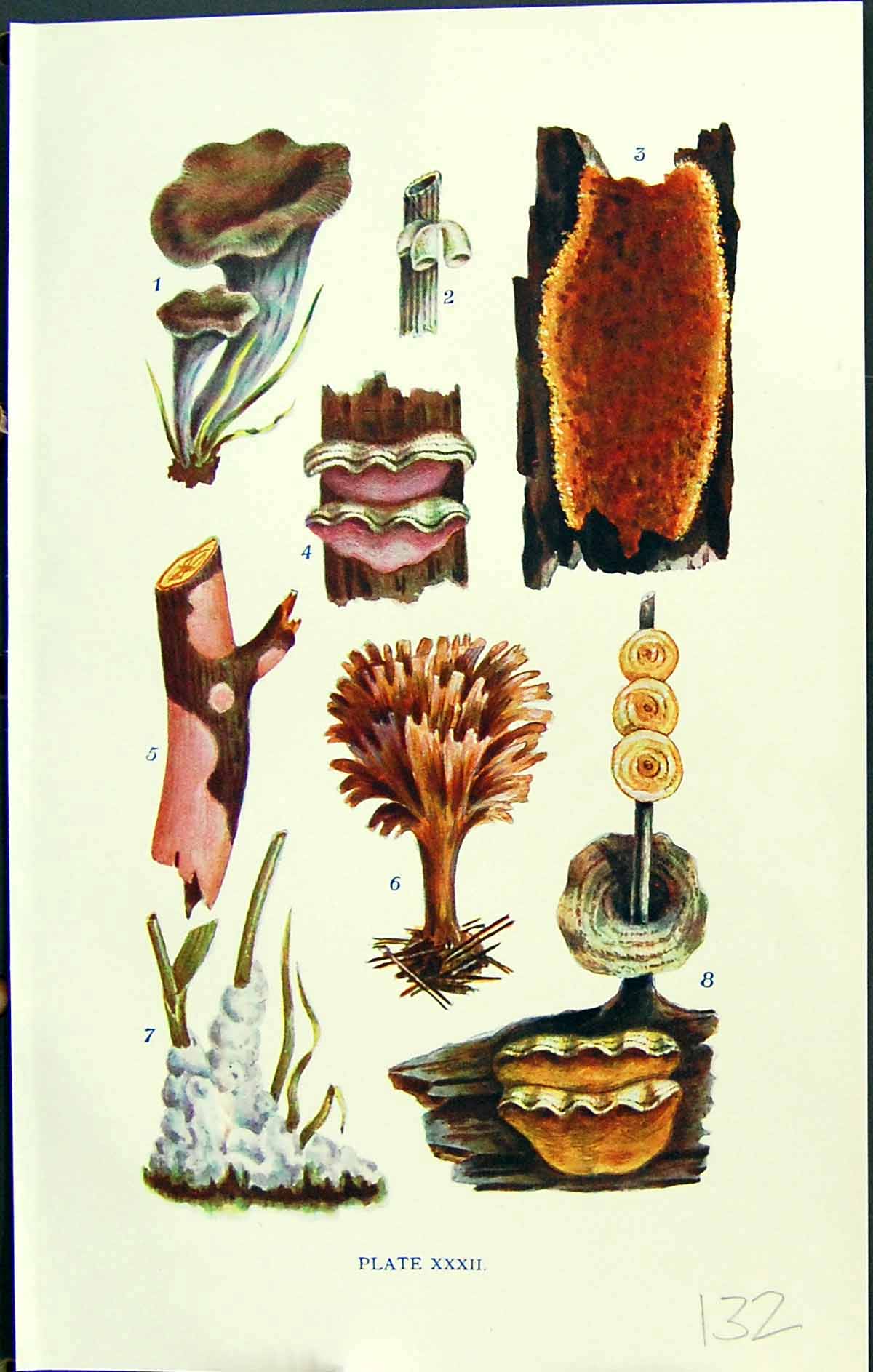 Old Craterellus Cyphella Hymenochaete Sterneum Aldridgea Massee C1911 20th