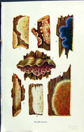 Old Corticium Stereum Corticium Auricularia Coniophora Massee C1911 B 20th