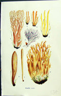 Old Clavaria Formosa Persimilis Fusiformis Cinerea Ligula Massee C191 20th