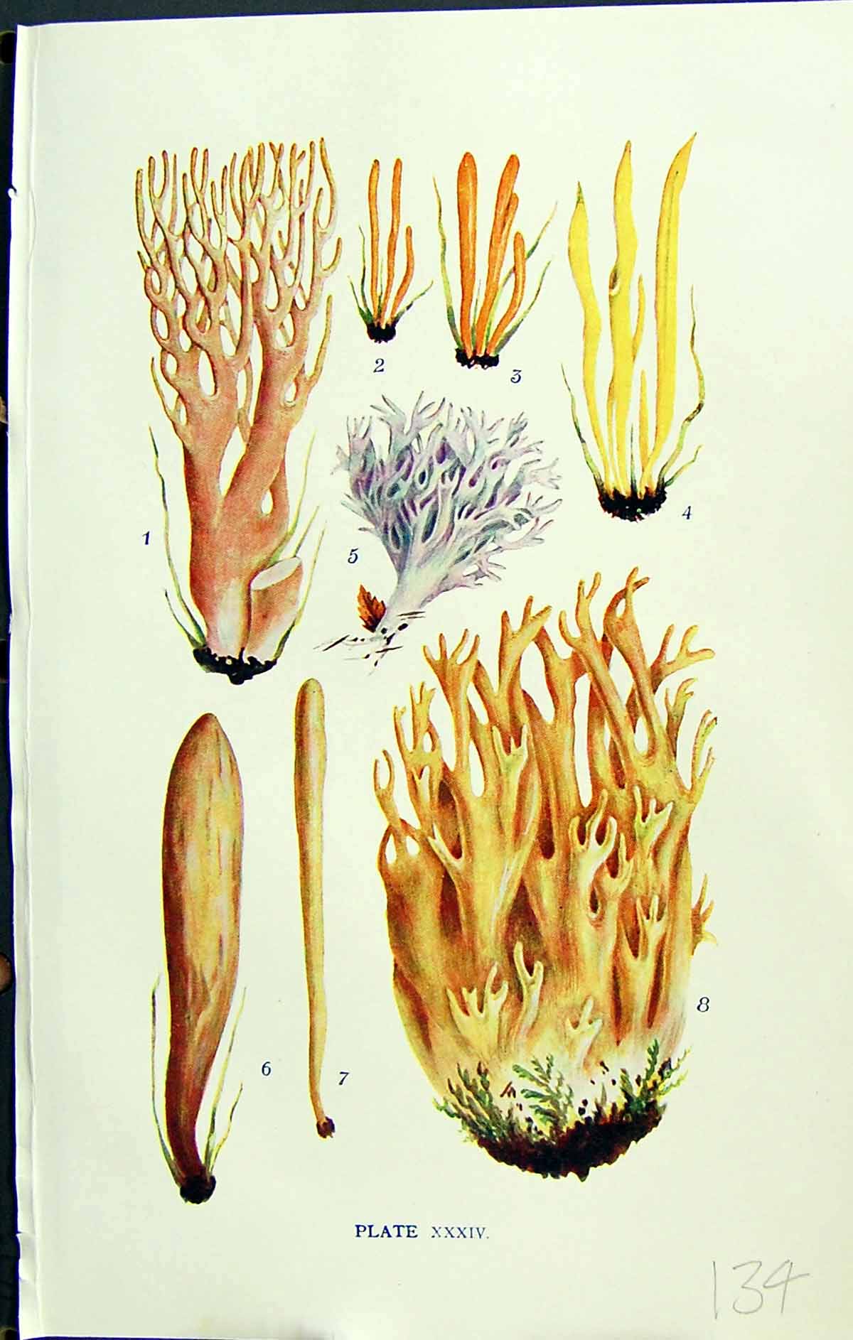 Old Clavaria Formosa Persimilis Fusiformis Cinerea Ligula Massee C191 20th