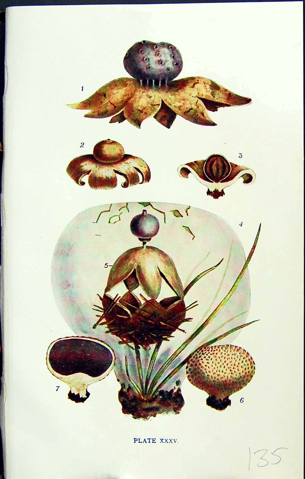 Old Myriostoma Geaster Calvatia Scleroderma Vulgare Massee C1911 Brit 20th