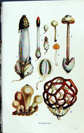 Old Ithyphallus Mutinus Tulostoma Lycoperdon Clathrus Massee C1911 Br 20th