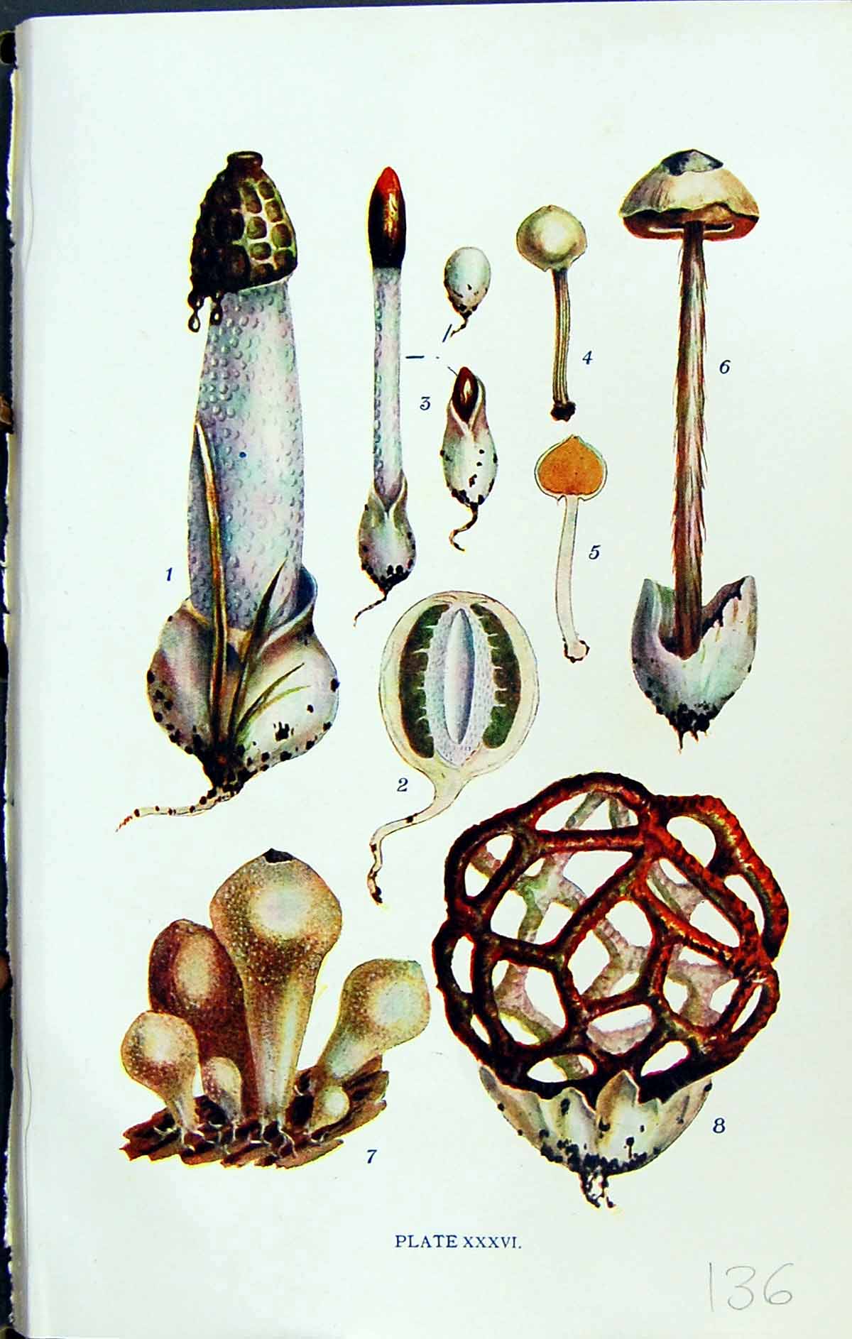 Old Ithyphallus Mutinus Tulostoma Lycoperdon Clathrus Massee C1911 Br 20th