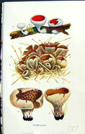 Old Geopyxis Coccinea Peziza Reticulata Acetabula Massee C1911 Britis 20th