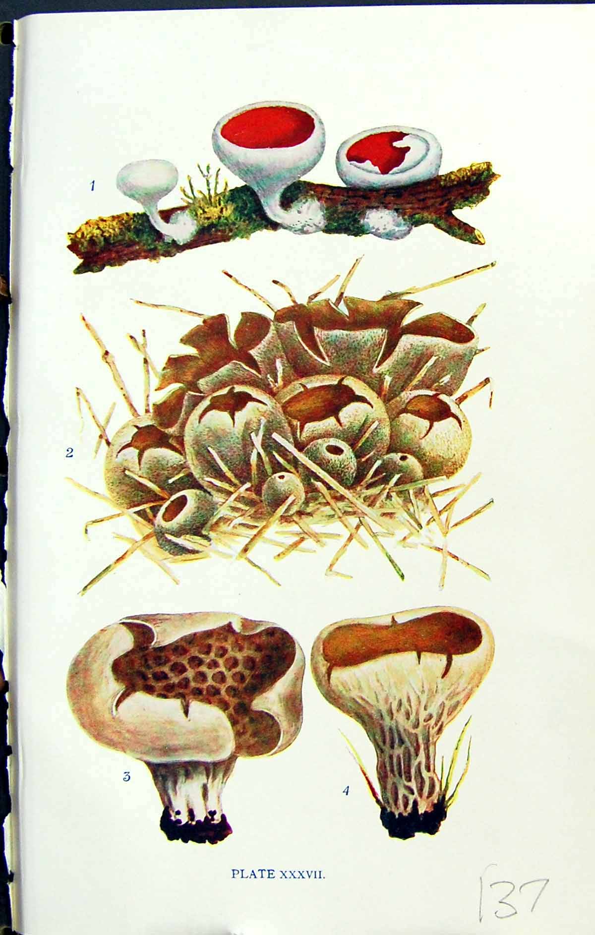 Old Geopyxis Coccinea Peziza Reticulata Acetabula Massee C1911 Britis 20th