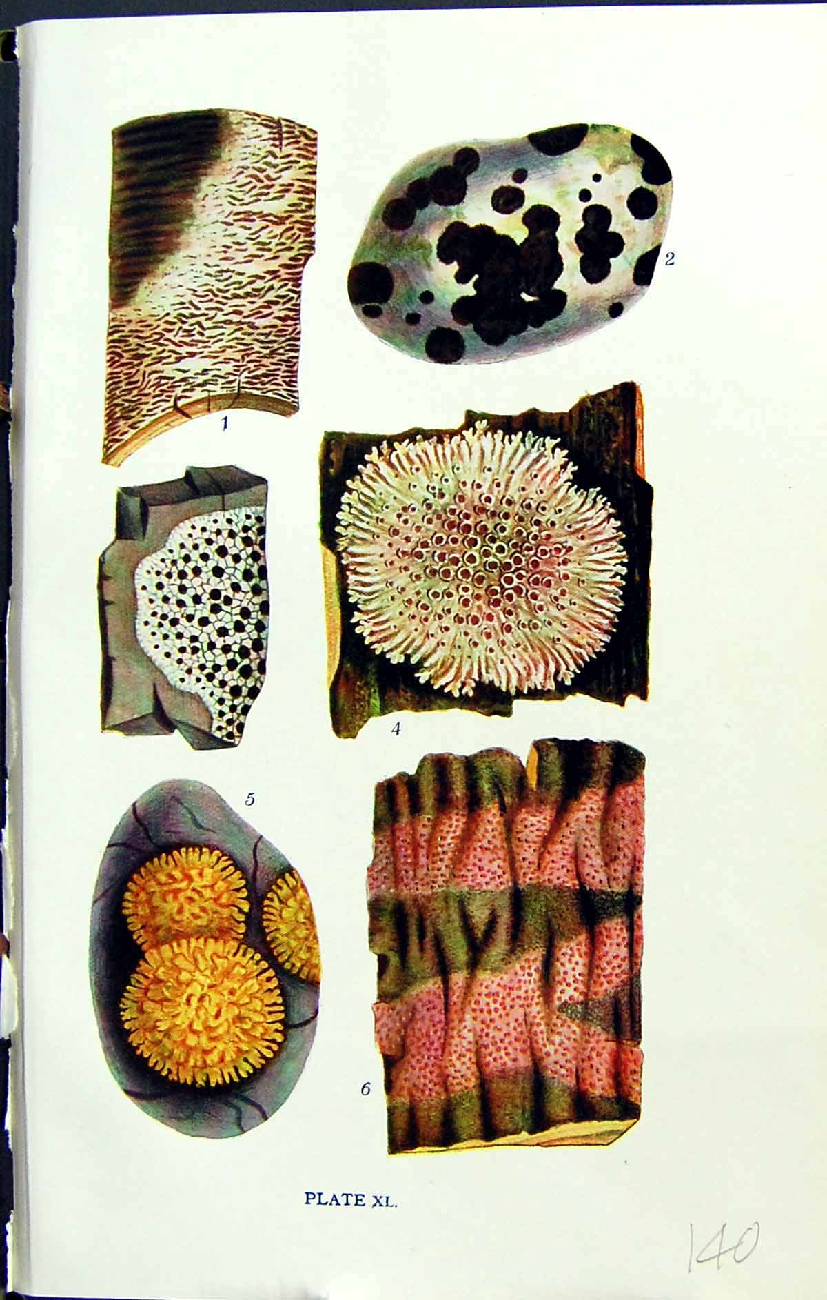 Old Graphis Verrucaria Lecidea Pannaria Coniocarpon Massee C1911 Brit 20th