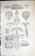 Old Antique Print Agaric Cap Gills Stem Volva Massee C1911 British Fungi 20th