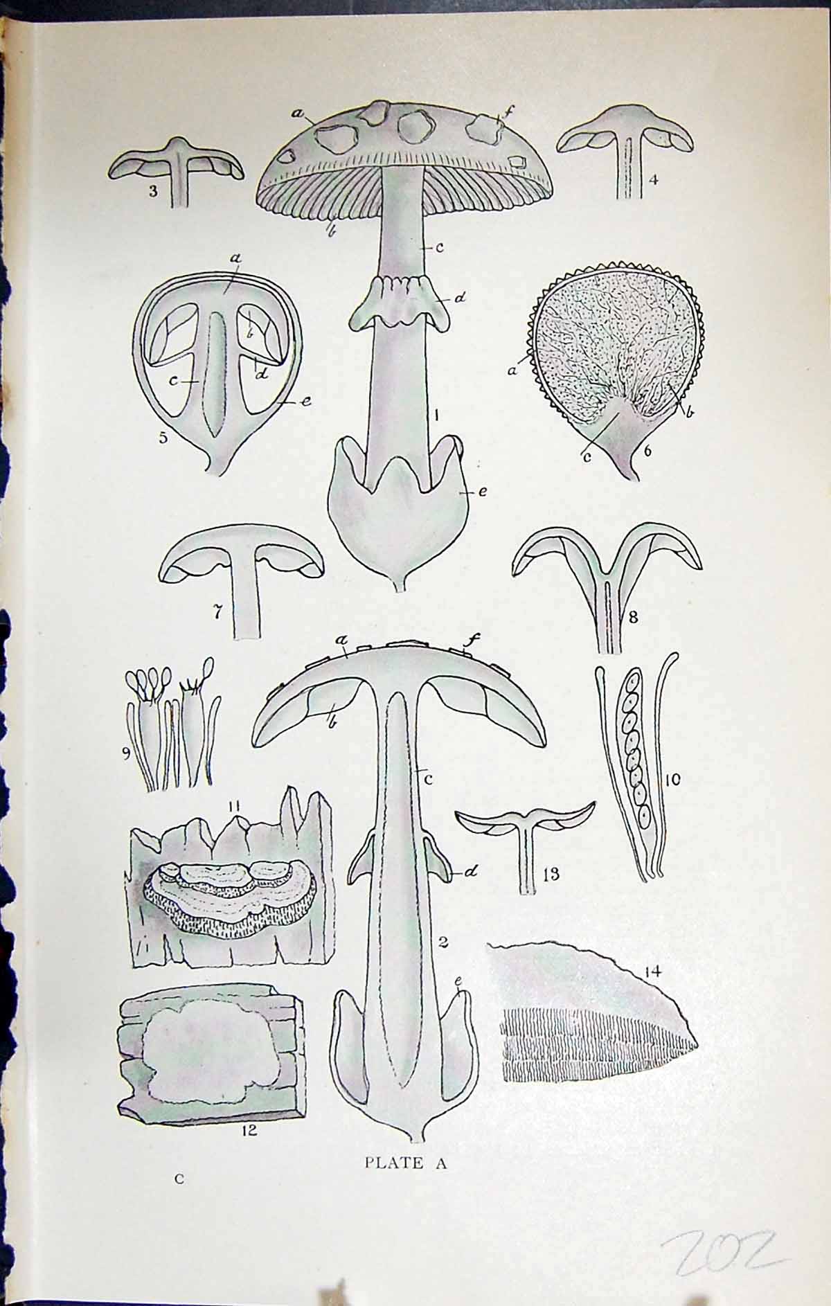 Old Antique Print Agaric Cap Gills Stem Volva Massee C1911 British Fungi 20th