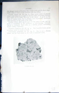 Original Old Antique Print Lecanora Tartarea Lichens Massee C1911 British Fungi