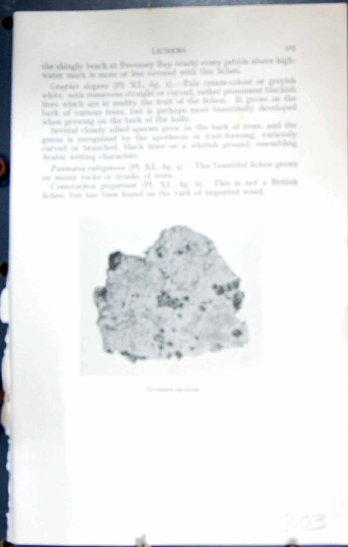 Original Old Antique Print Lecanora Tartarea Lichens Massee C1911 British Fungi