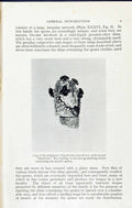 Old Print Cap Stinkhorn Ithypallius Impudicus Massee C1911 British Fungi 20th