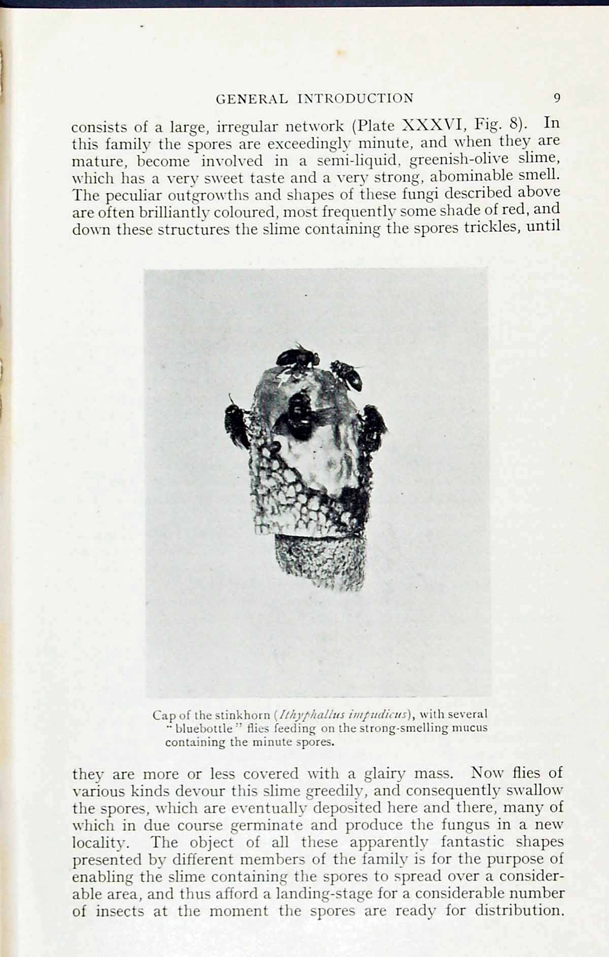 Old Print Cap Stinkhorn Ithypallius Impudicus Massee C1911 British Fungi 20th