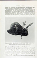 Original Old Antique Print Polyporus Hispidus Fungus Massee C1911 British Fungi