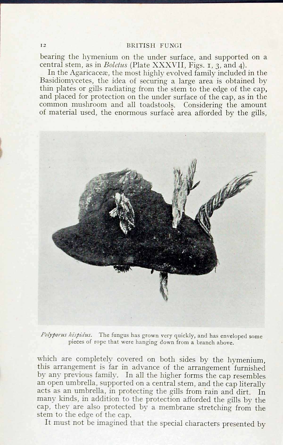 Original Old Antique Print Polyporus Hispidus Fungus Massee C1911 British Fungi