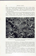 Old Print Psathyrella Disseminata Kew Gardens Massee C1911 British Fungi 20th