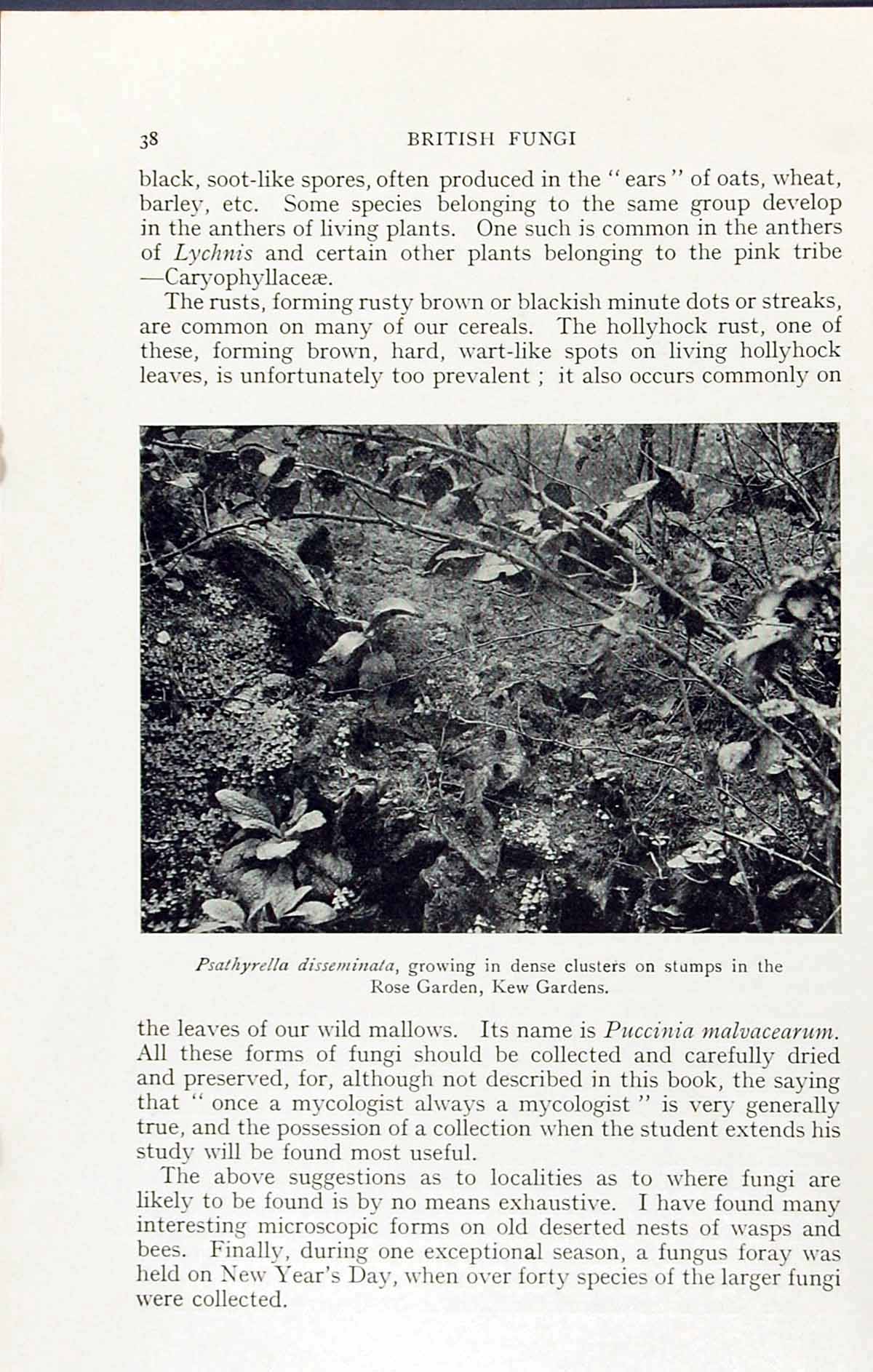 Old Print Psathyrella Disseminata Kew Gardens Massee C1911 British Fungi 20th
