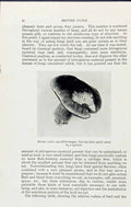 Old Antique Print Boletus Scaber Edible Fungus Massee C1911 British Fungi 20th
