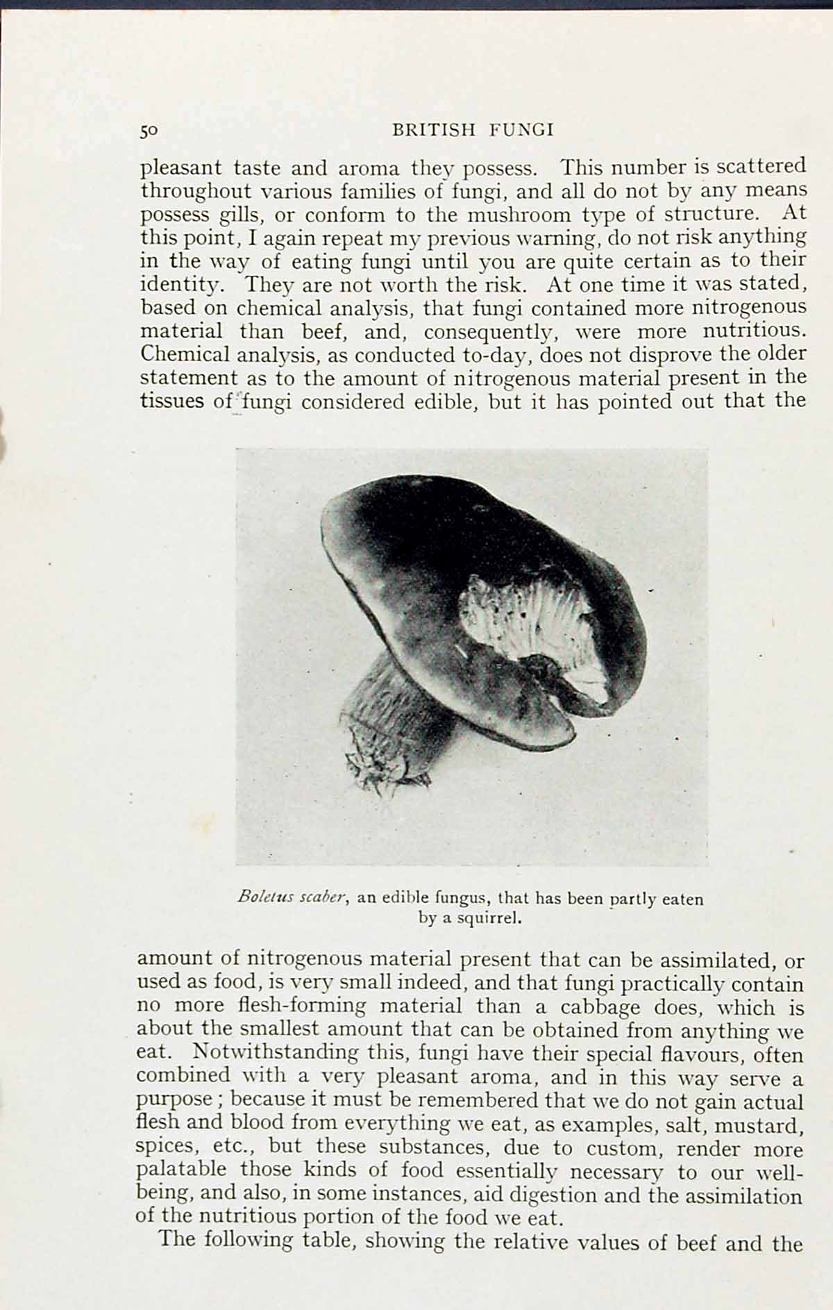 Old Antique Print Boletus Scaber Edible Fungus Massee C1911 British Fungi 20th