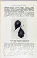 Antique Print Pear Scab Fusicladium Pyri Fungus Massee C1911 British Fungi 20th
