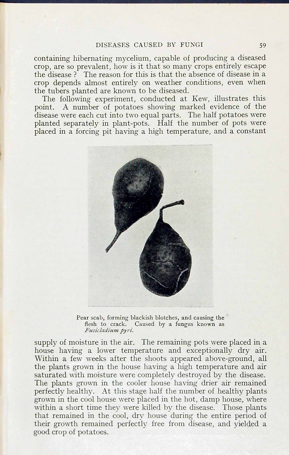 Antique Print Pear Scab Fusicladium Pyri Fungus Massee C1911 British Fungi 20th