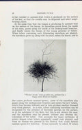 Old Witches Broom Alder Tree Exoascus Turgidus Massee C1911 British F 20th