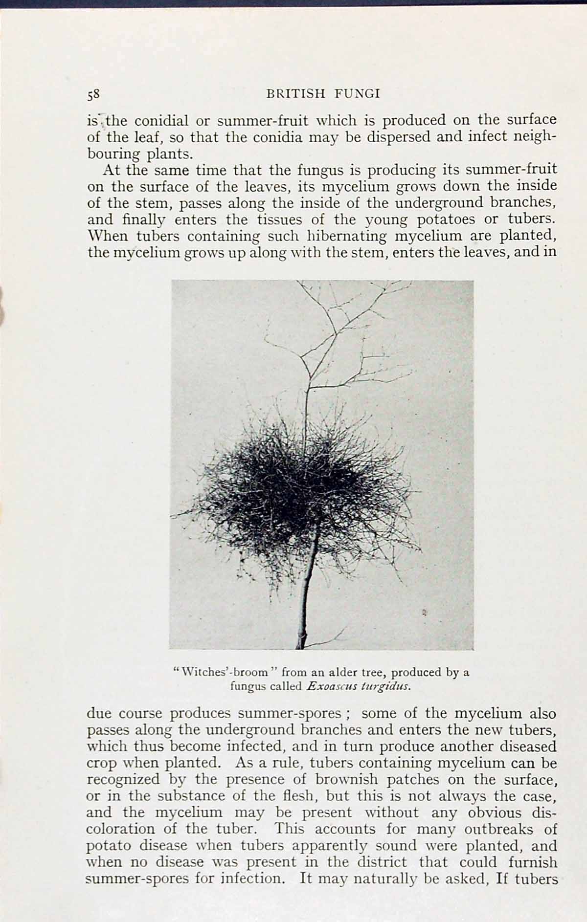 Old Witches Broom Alder Tree Exoascus Turgidus Massee C1911 British F 20th