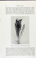 Old Print Smutted Oats Fungus Ustilago Avenoe Massee C1911 British Fungi 20th