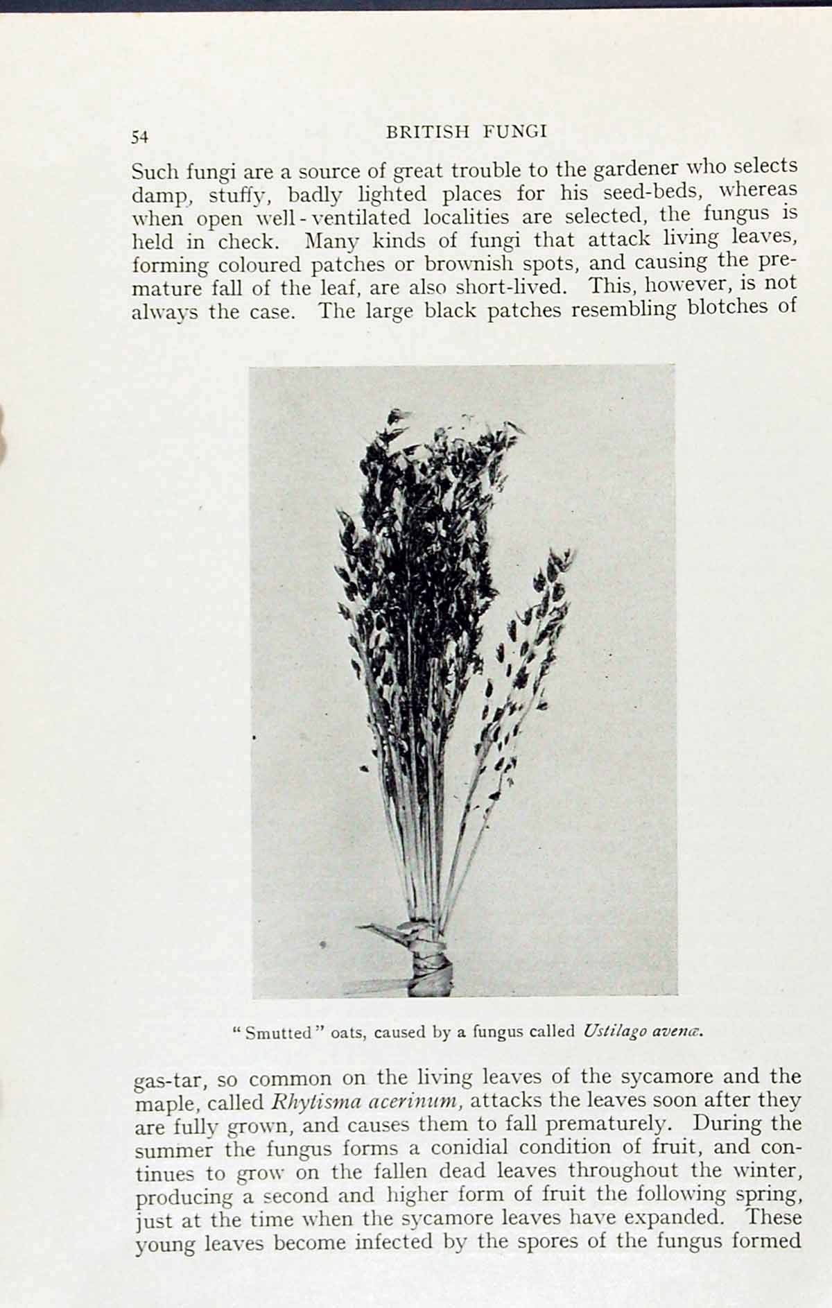 Old Print Smutted Oats Fungus Ustilago Avenoe Massee C1911 British Fungi 20th
