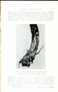 Old Base Larch Seedling Armillaria Mellea Fungus Massee C1911 British 20th