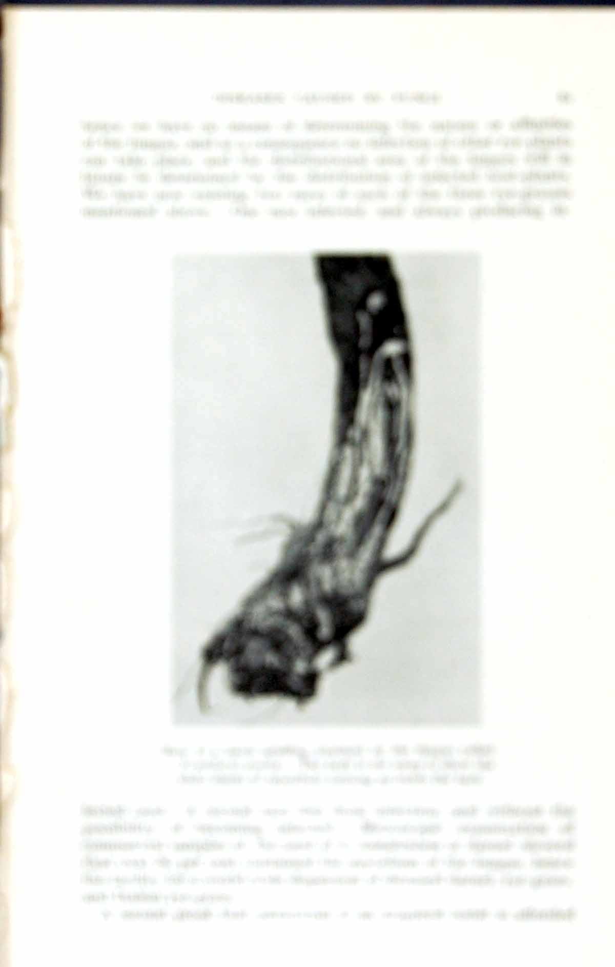 Old Base Larch Seedling Armillaria Mellea Fungus Massee C1911 British 20th