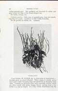 Old Antique Print Cladonia Pyxidata Gracilis Massee C1911 British Fungi 20th