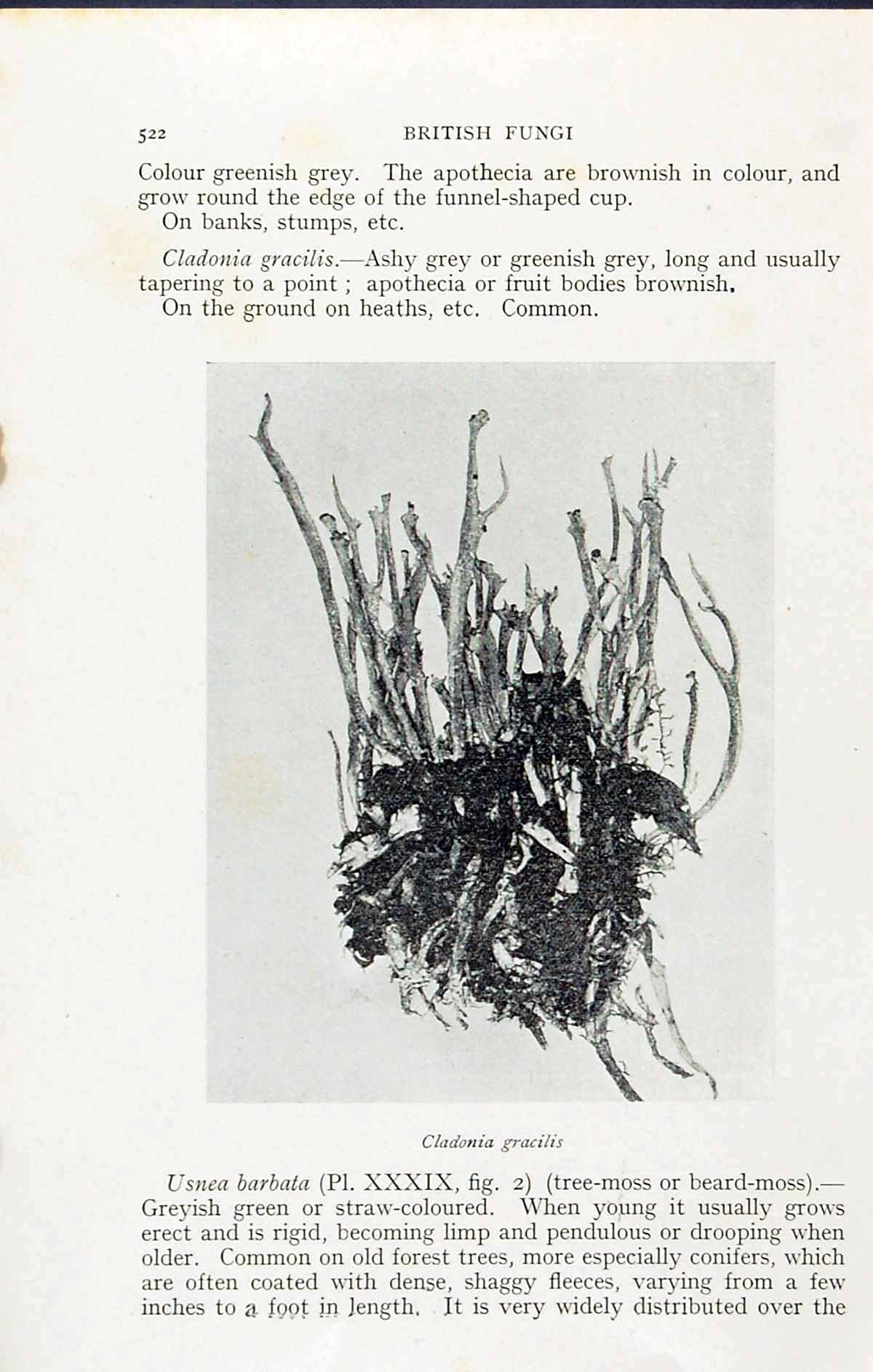Old Antique Print Cladonia Pyxidata Gracilis Massee C1911 British Fungi 20th