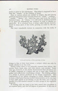 Old Lecidea Subumbonata Lichen Sticta Pulmonaria Massee C1911 British 20th